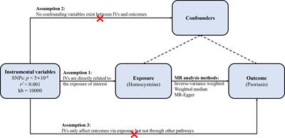 No causal effect of genetically determined circulating homocysteine levels on psoriasis in the European population: evidence from a Mendelian randomization study